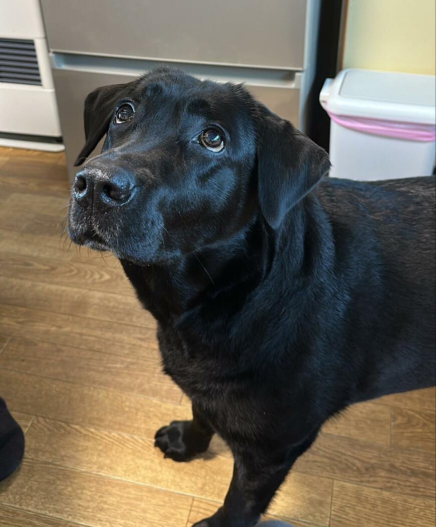 出所：@umekochanyo