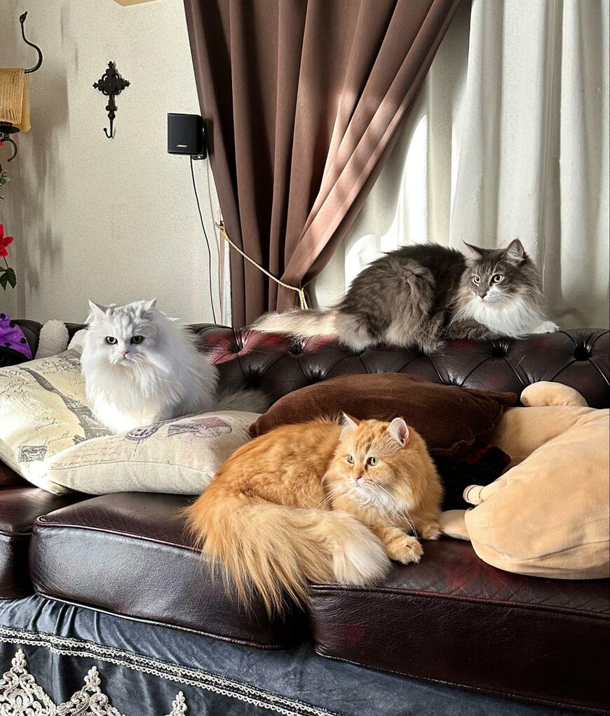 出所：@NEKOLAND13