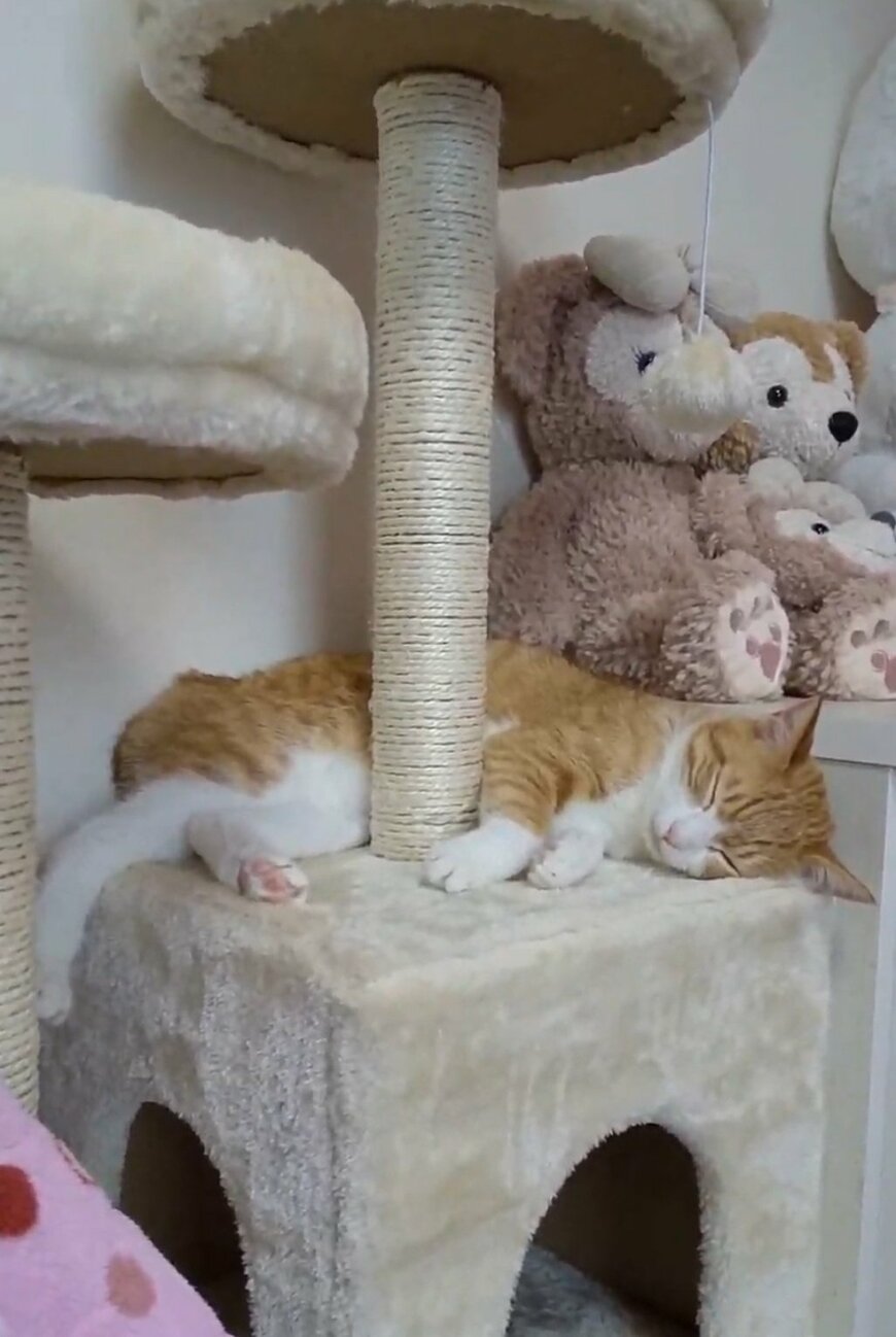 出所：@mero627puri914