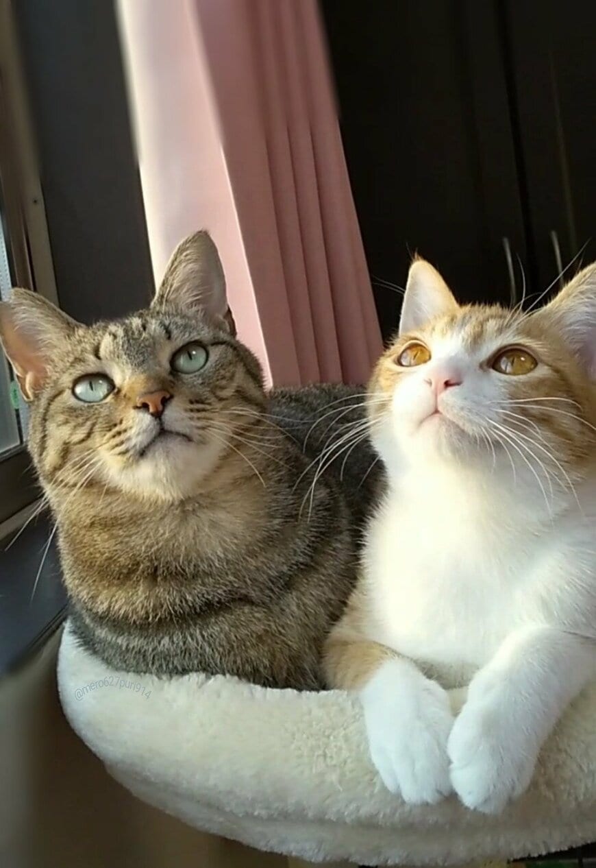 出所：@mero627puri914