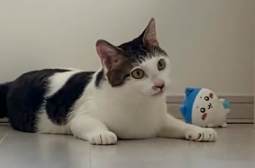 出所：@Saeroyi_cat