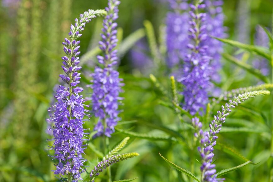 Tom Meaker/Shuttestock.com