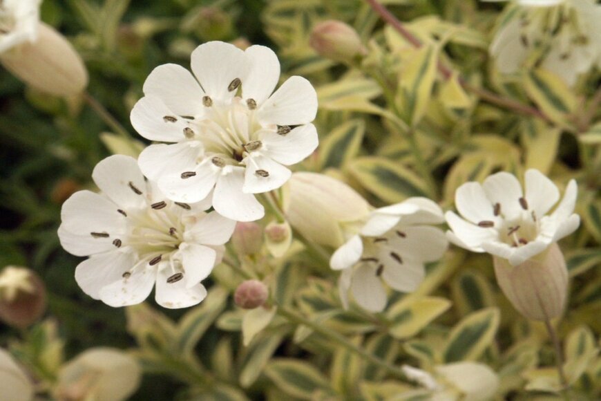 Walter Erhardt/shutterstock.com