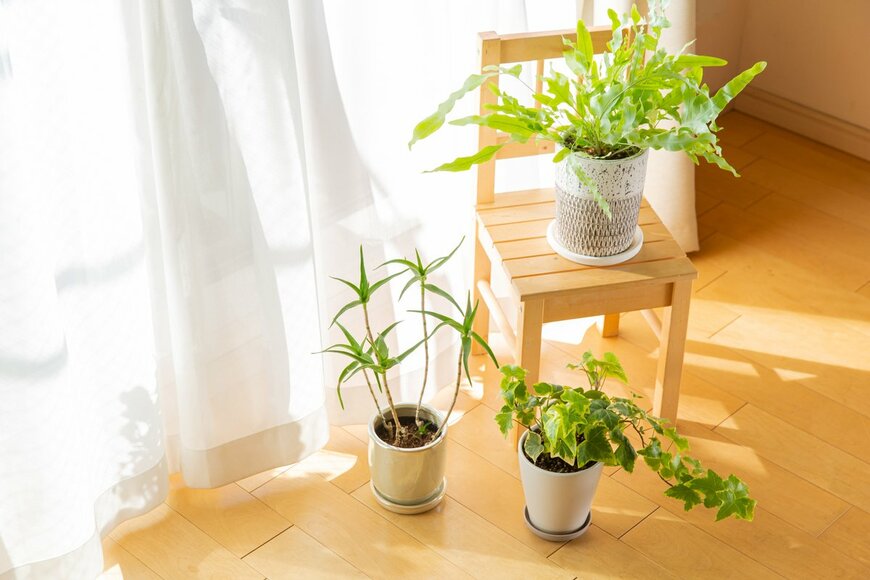 Sayuri Inoue/Shutterstock.com