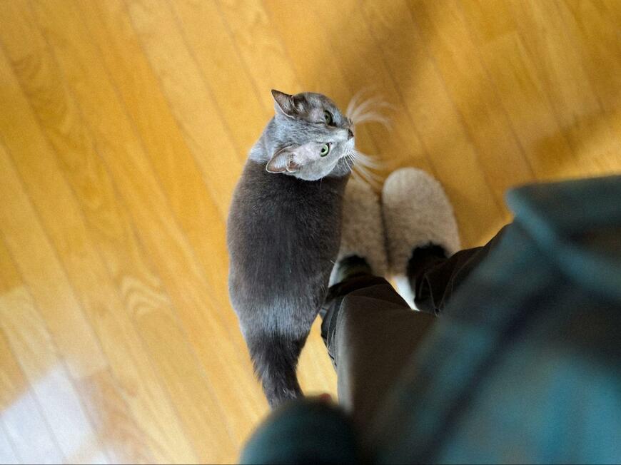 出所：@megthekitten