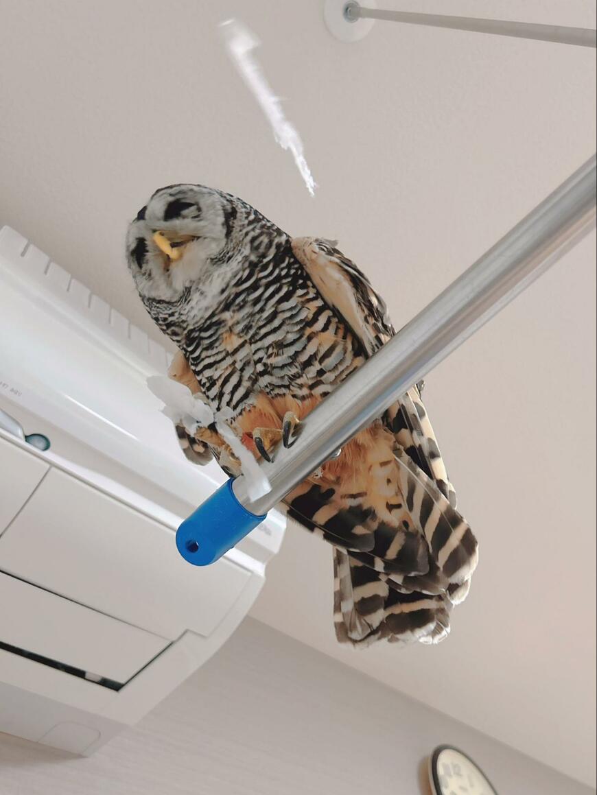 出所：@kanata_akas