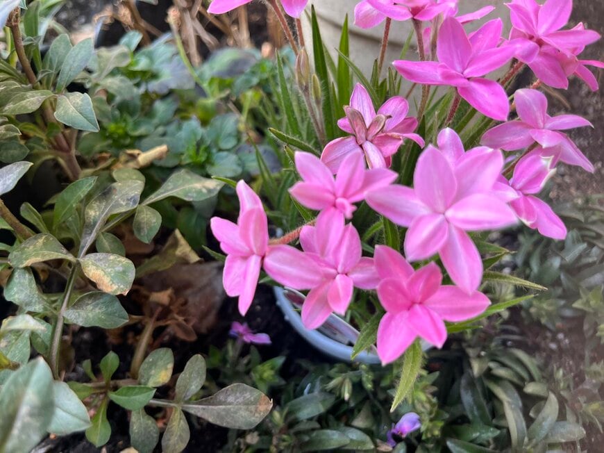 【植えっぱなしOKで手間いらず】小ぶりのピンクが可愛い多年草3選。春ガーデンをキュートに彩る