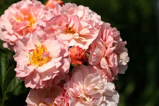 Marina.Martinez/shutterstock.com