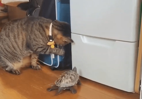 出所：@Mh0MLiErcV8E97C