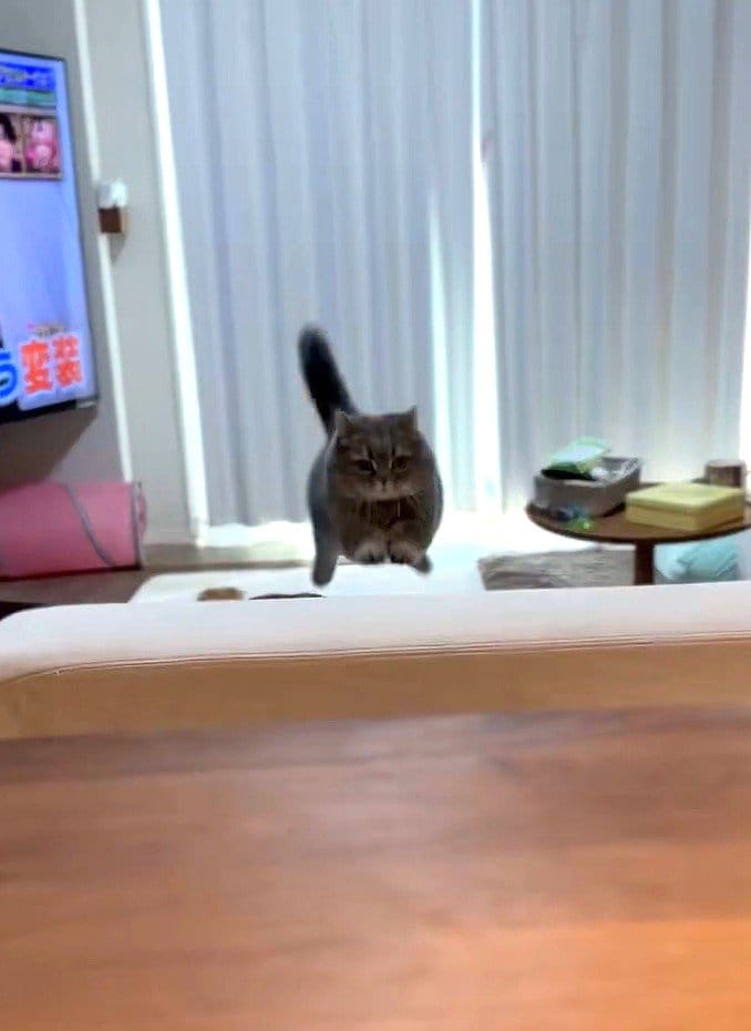 出所：@himaritomugi