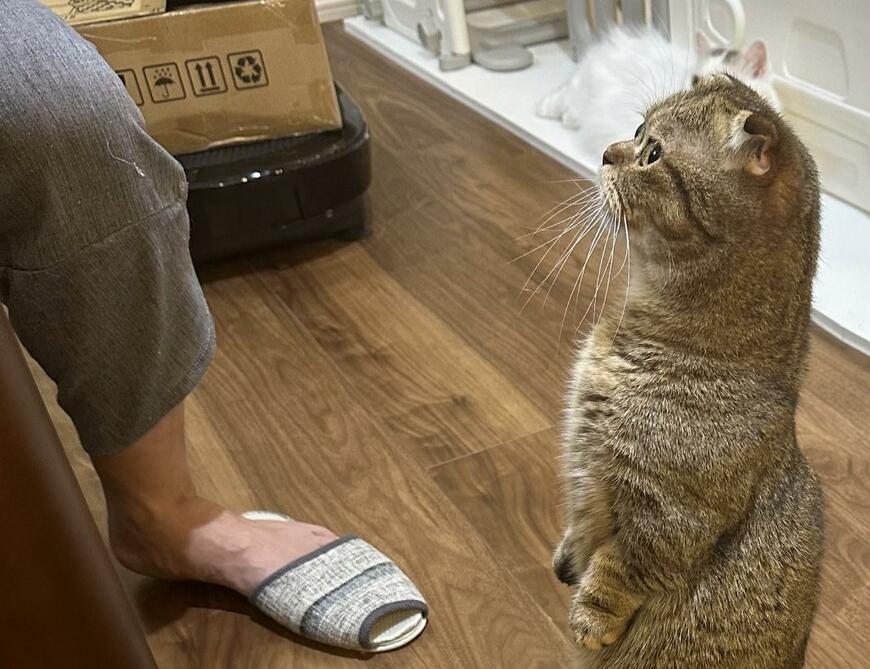 出所：@ponpokopontanu