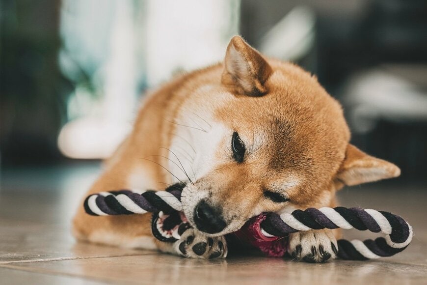 飼い主にいじわるされたワンちゃん　思わず笑ってしまう「やばい表情」に思わず二度見