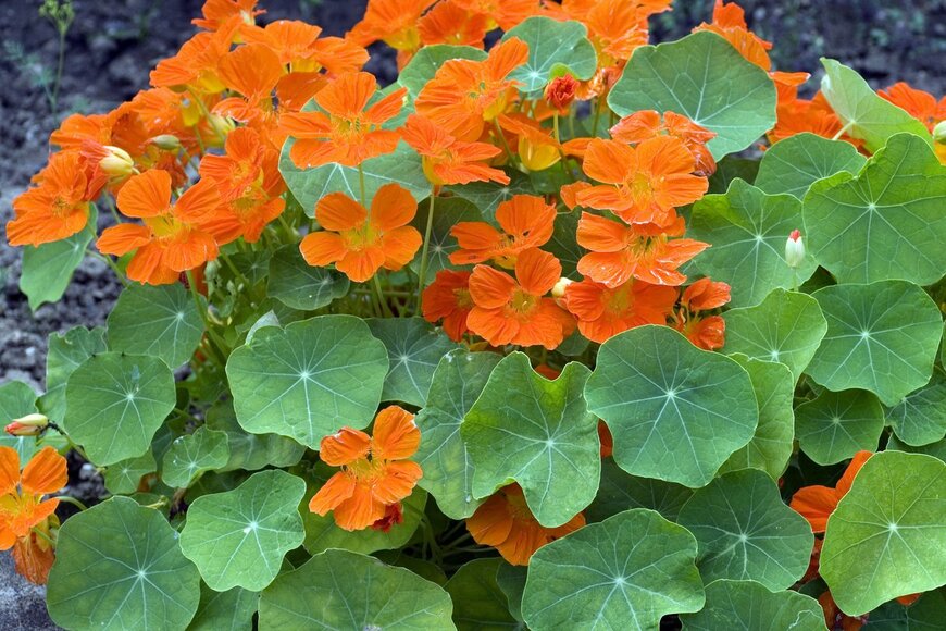 Manfred Ruckszio/Shutterstock.com