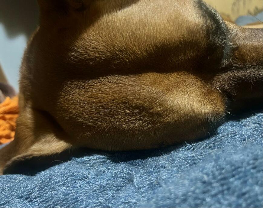「これは尻に見える犬」　まさかの構図に思わず納得の声