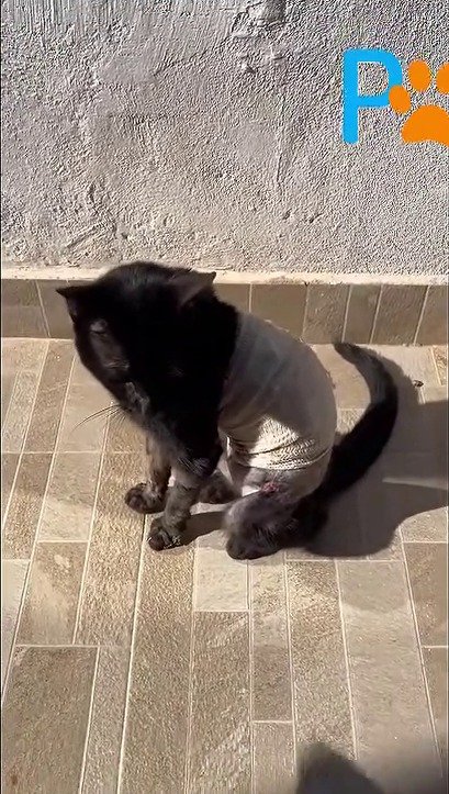 「生きた奇跡」と呼ばれる猫、大型犬に襲われ瀕死で見つかった過去に反響