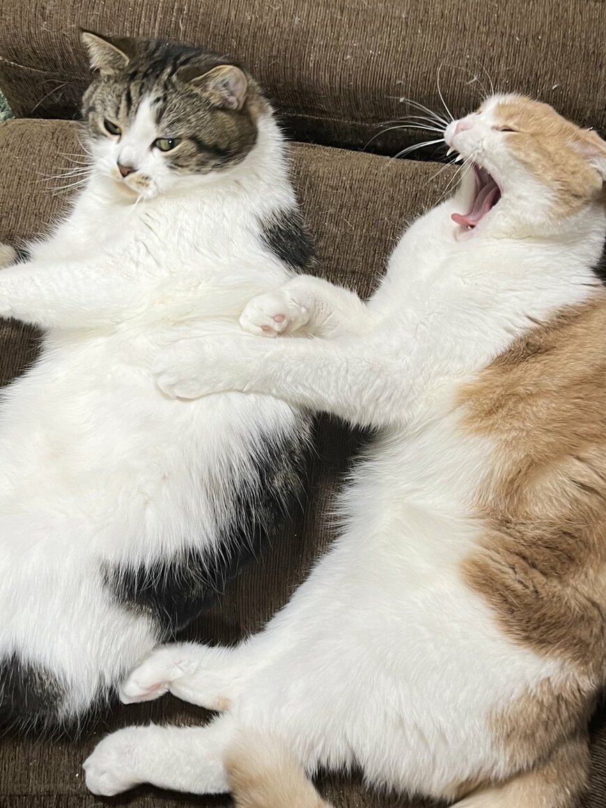 出所：@torotolo106106