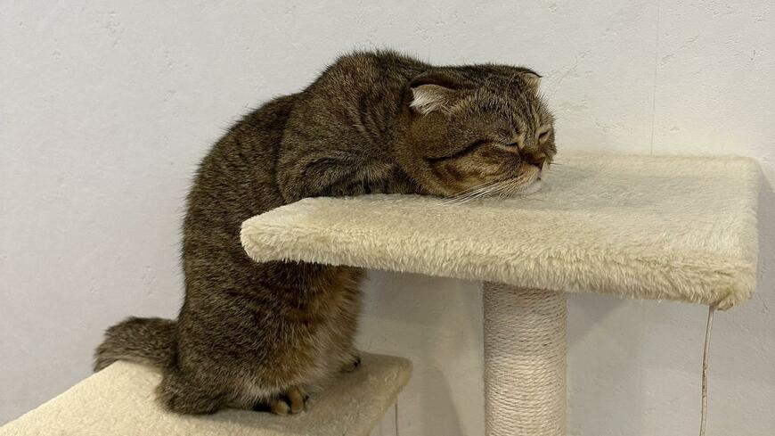 出所：@ponpokopontanu