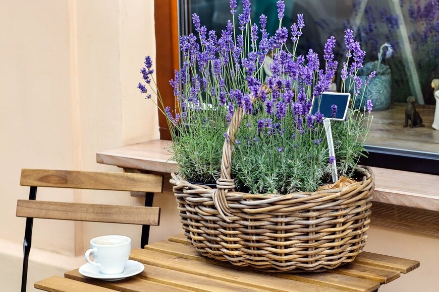 ラベンダー（Tetiana Kurian/Shutterstock.com）