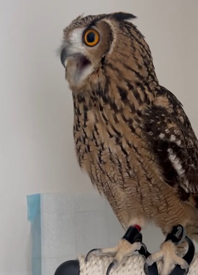 出所：@miracle_meg