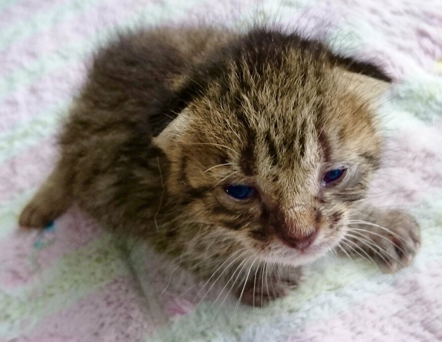 出所：@luna7taka9