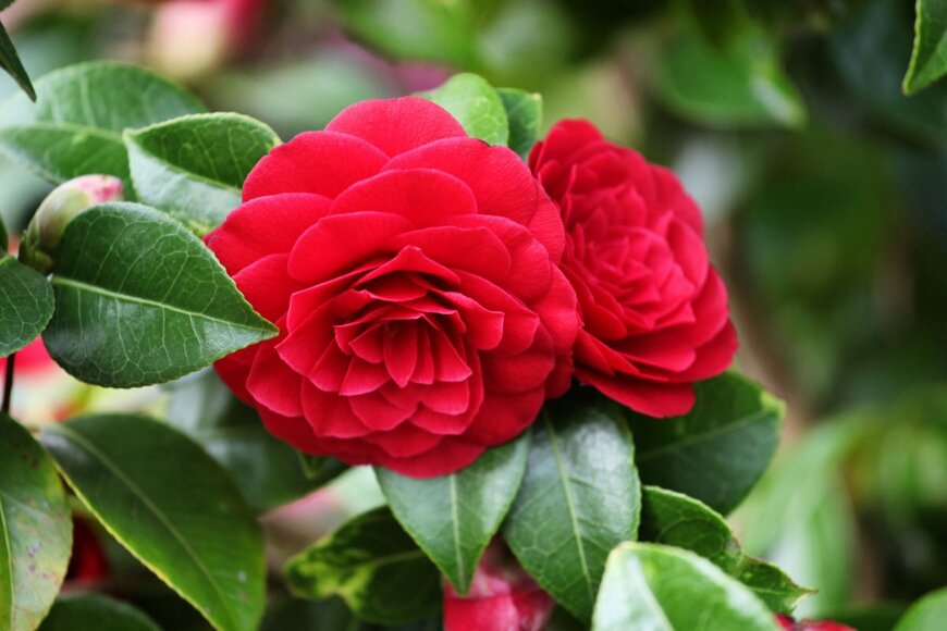 Alex Manders/shutterstock.com