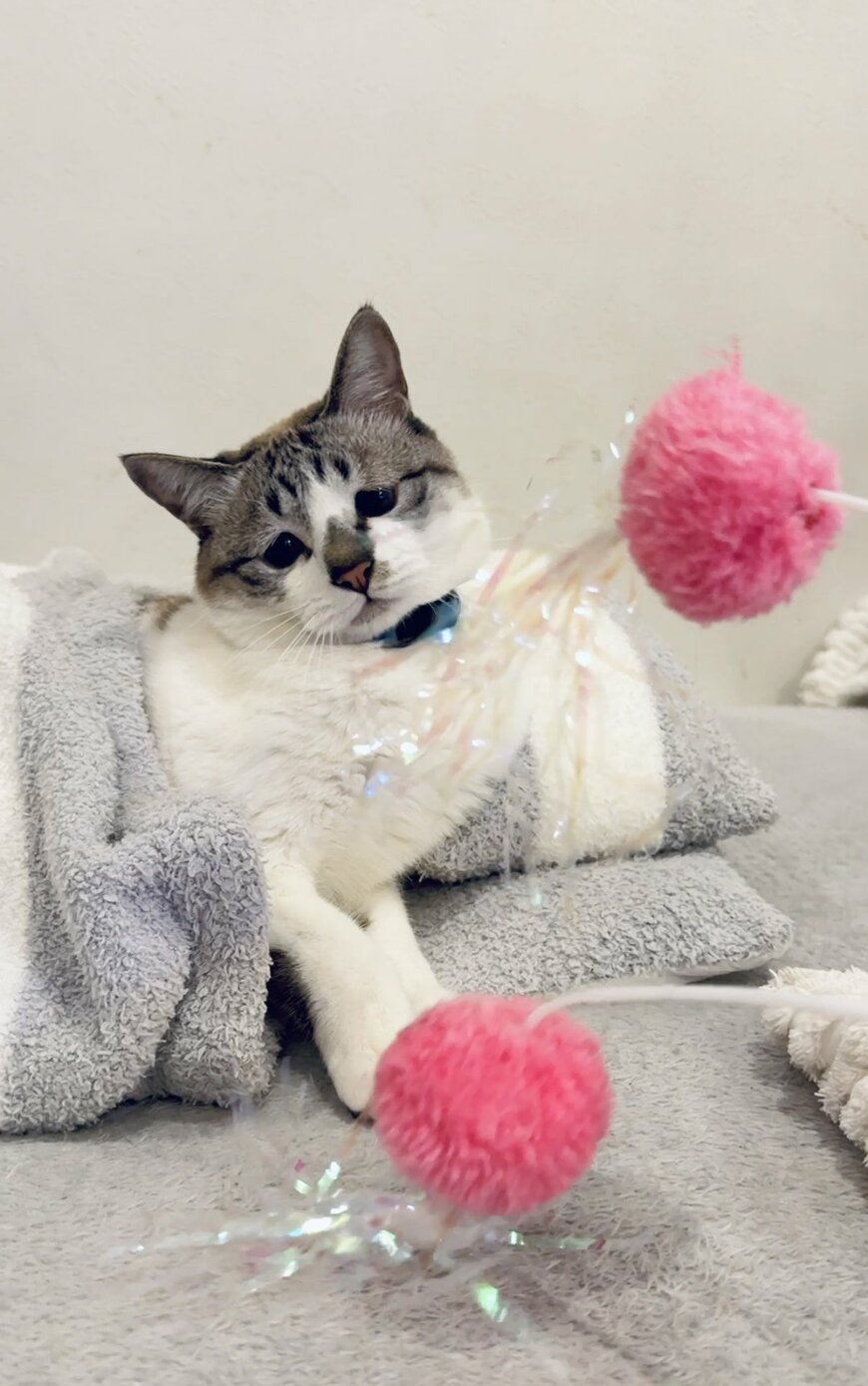 出所：@piennekomint