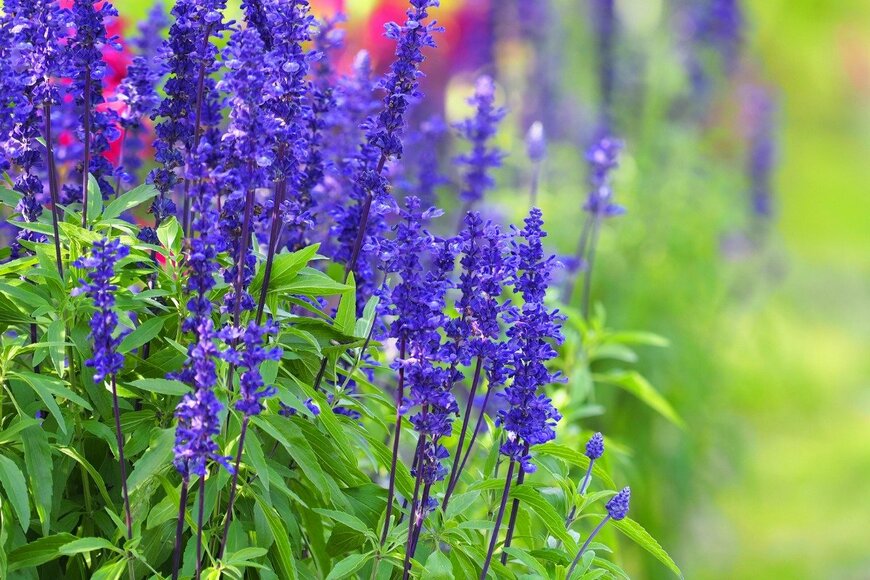 ANGHI/istockphoto.com