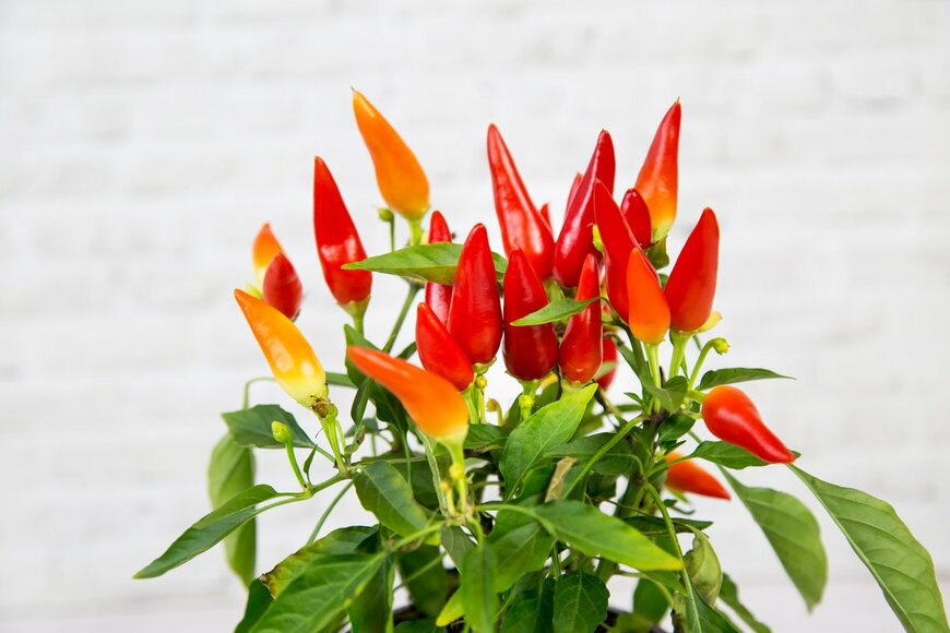 Victor1153/Shutterstock.com