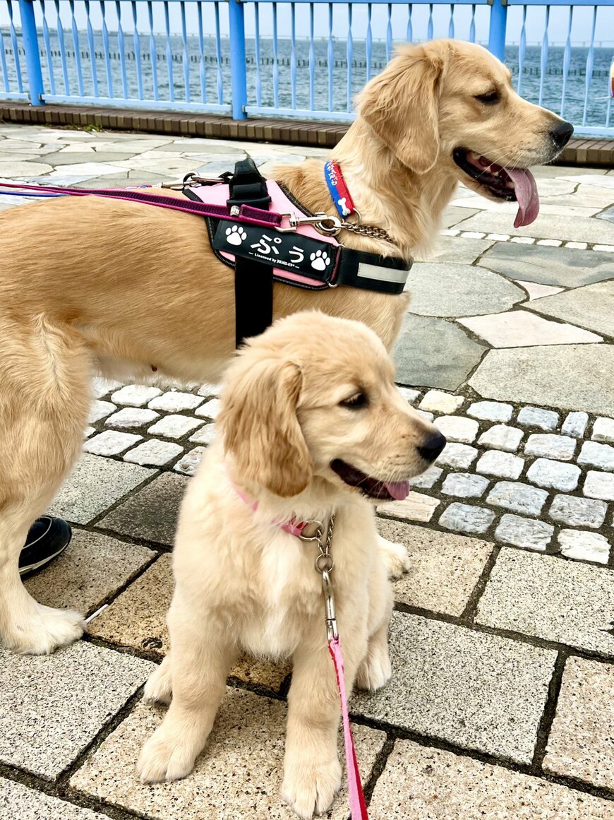 出所：@pu_channeldesu