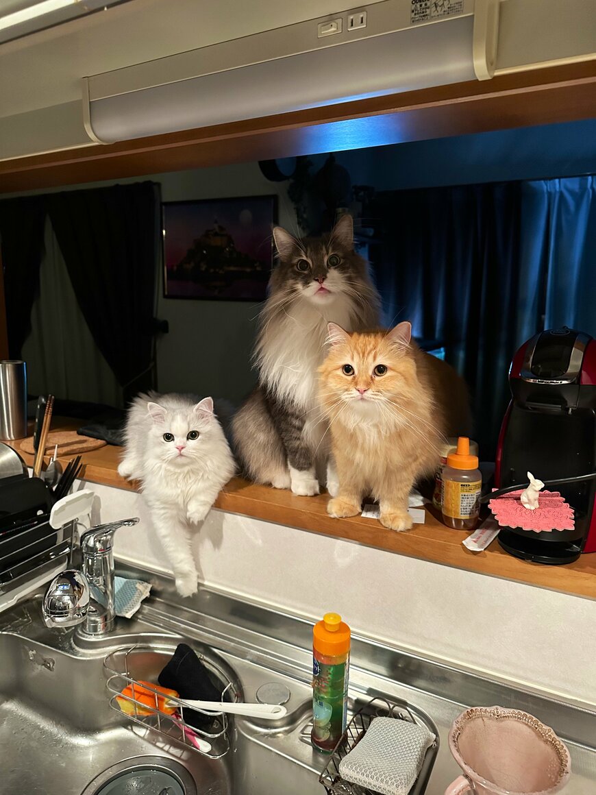 出所：@NEKOLAND13