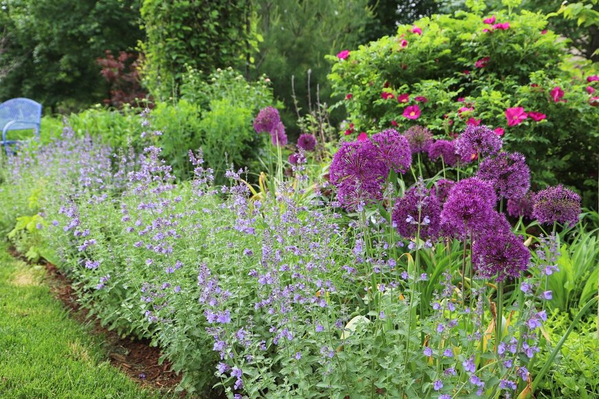 【ガーデニング】初夏の庭や花壇に！爽やかでオシャレな多年草オススメ9選、花姿がユニークな品種も