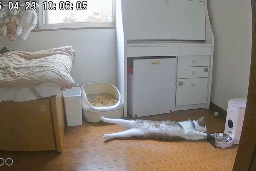 ごはんを待つ猫