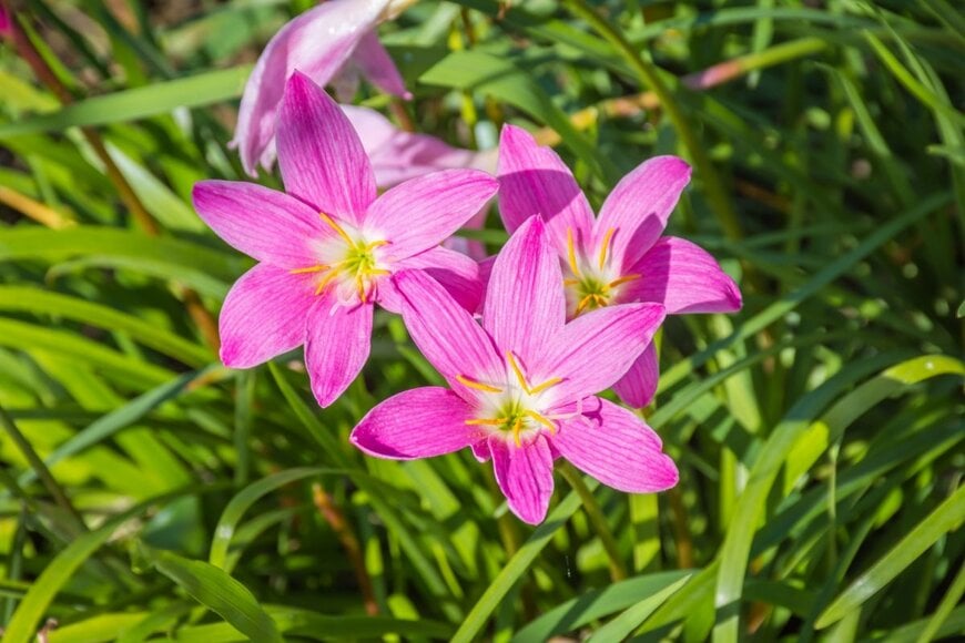 ピンクの花を咲かせている、ゼフィランサス