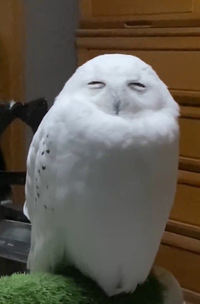 リラックスするシロフクロウ