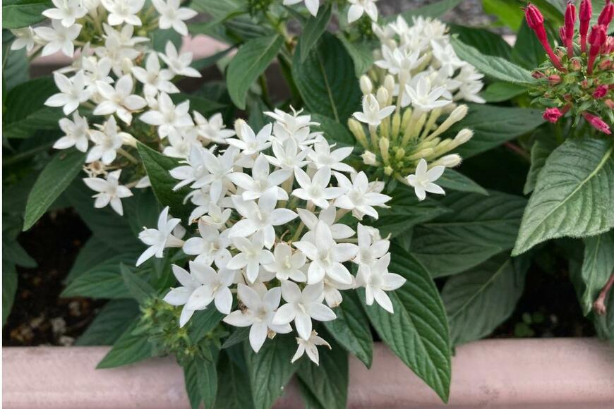 白いペンタスの花