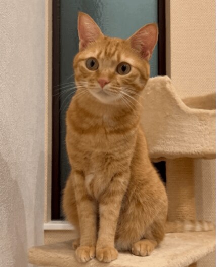 祭りの音を怖がる猫