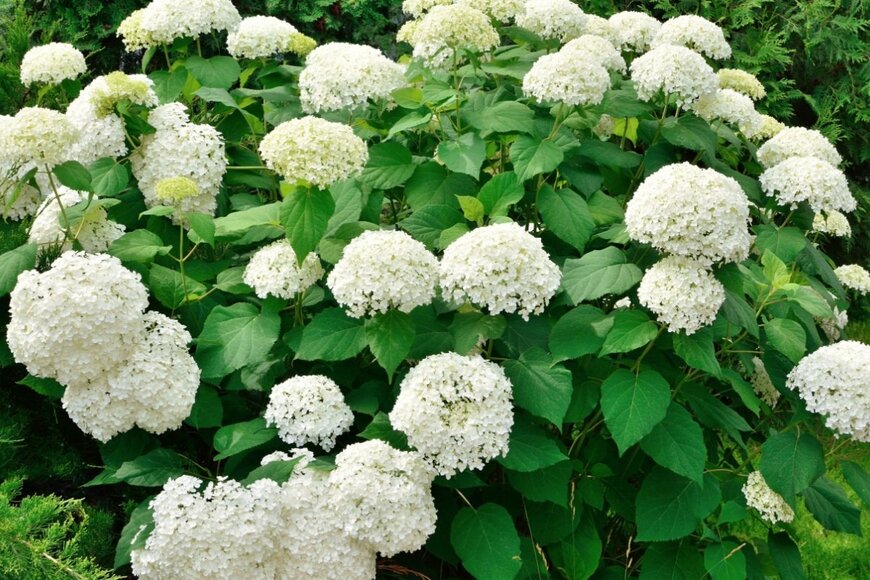 アナベルという名の白い紫陽花の花が群生している