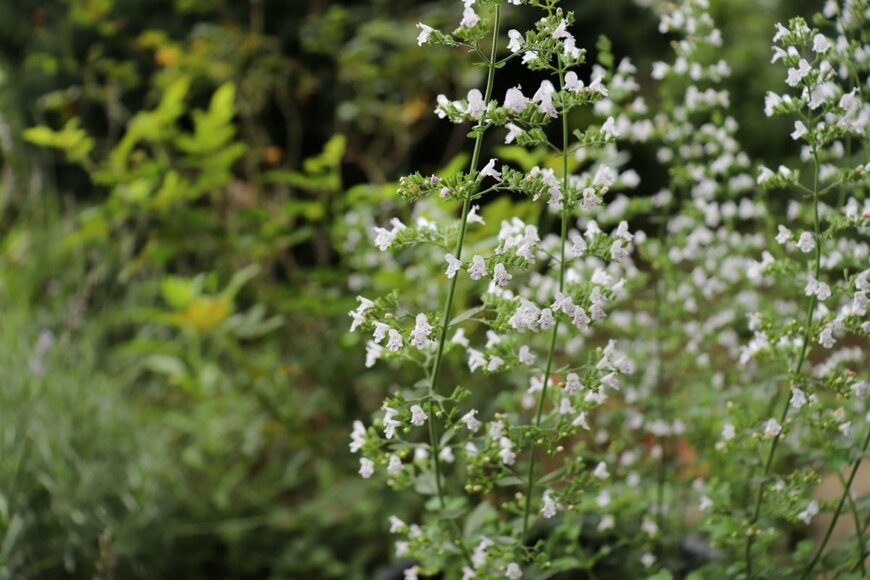 白いカラミンサの花が咲いている。シソ科の多年草。
