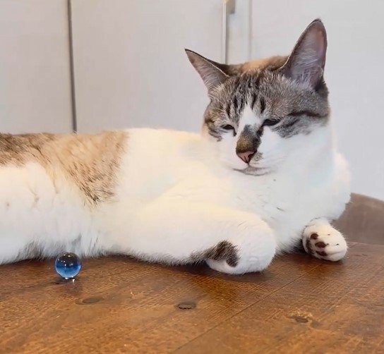 ビー玉と猫