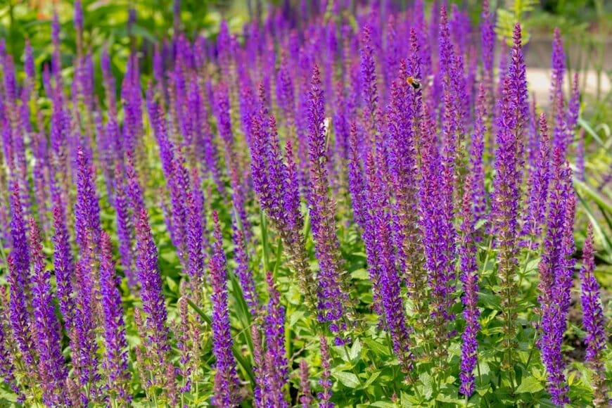 紫色の花を咲かせている、宿根サルビア