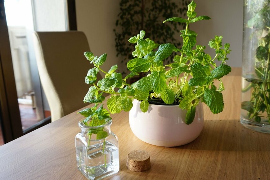 鉢植えのミント。