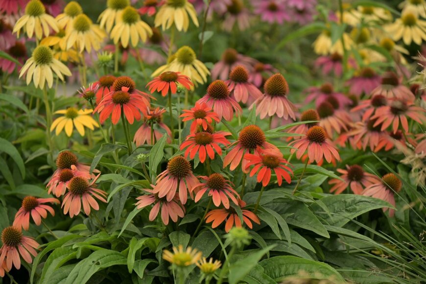 オレンジや黄色などのエキナセアの花が一面に咲いている