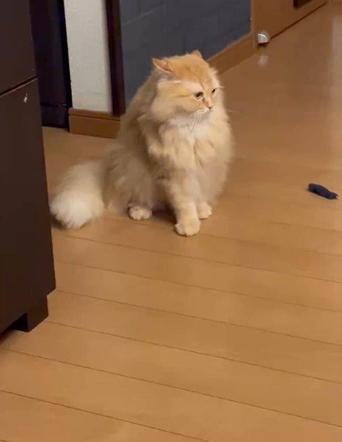 何かに気が付いた猫