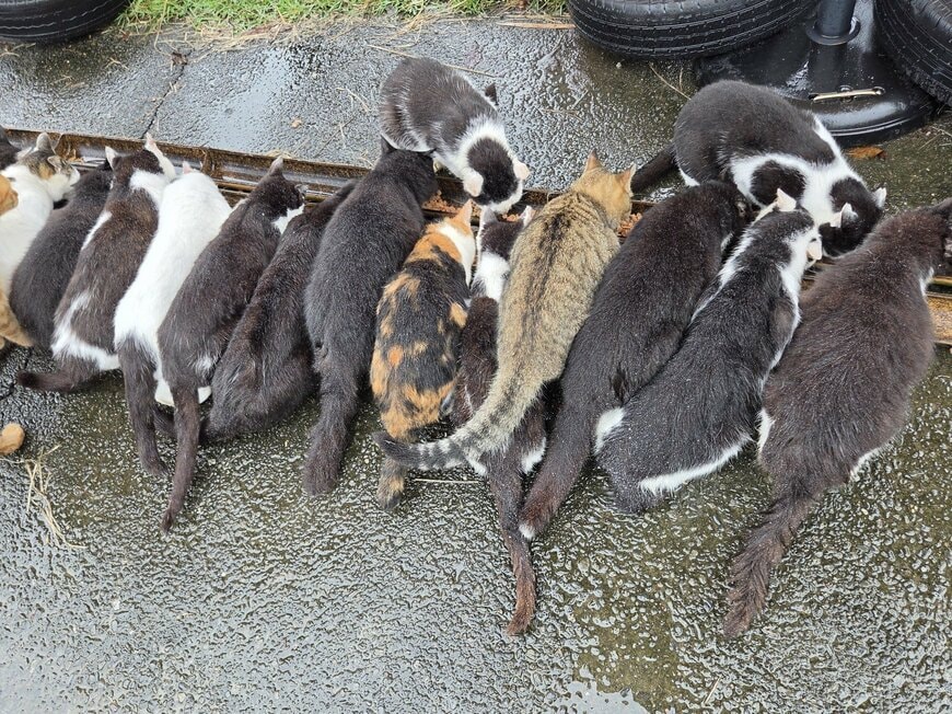 上キャプ