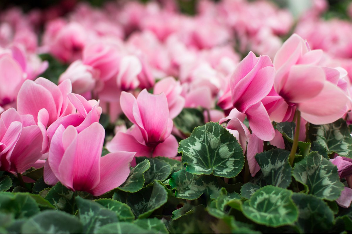 写真 シクラメンの花言葉 赤い花は 嫉妬 他の色は ユニークな由来も解説 Limo くらしとお金の経済メディア