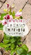 【節約ガーデニング】ニチニチソウの《挿し芽＆冬越し方法》一年草扱いの多年草を翌年も楽しもう
