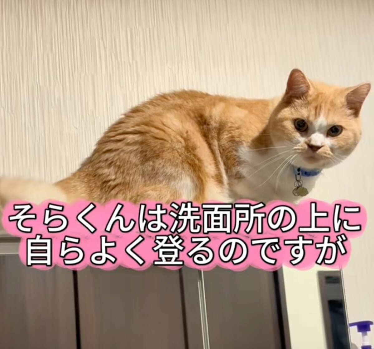 【どうして…】猫が自ら高い場所に上った結果→“予想外の結末”が話題 自分で上ったのに…猫の表情に注目です | LIMO | くらしとお金の経済メディア