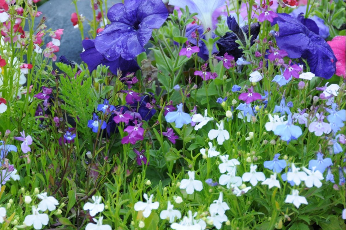 寄せ植えガーデニング】初夏の花でつくるシンプルな寄せ植え＜主役