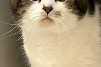 猫さん「何」炊飯器裏から不服そうな顔で出てくる姿が話題