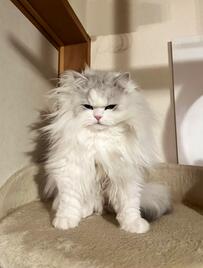 もの凄い「寝起き感」を漂わせる猫　人間顔負けの寝癖姿に4万いいね